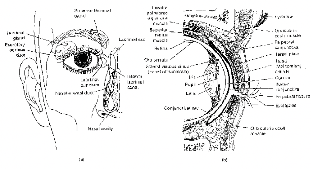 Structure of Human Eye 